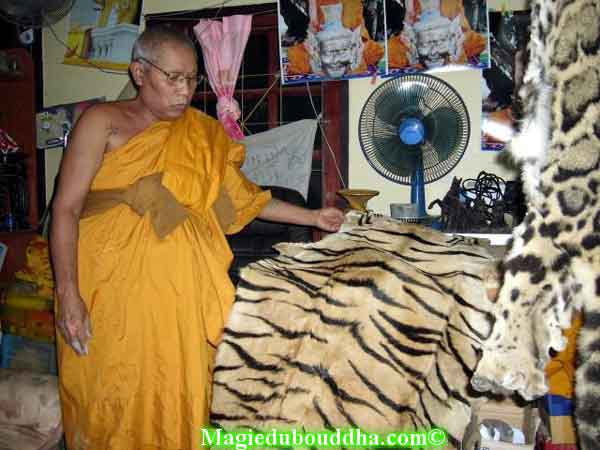 Moine thai et peau de tigre.