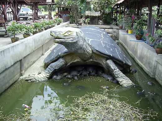 Tortue de temple en thailande.