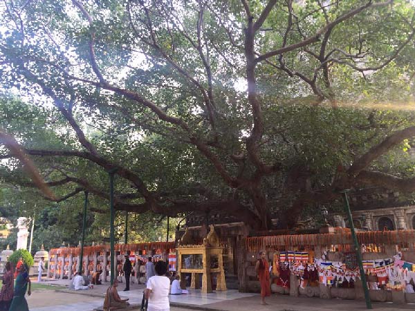 arbre du bouddha de bodh gaya