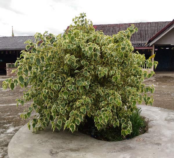 arbre du bouddha panaché