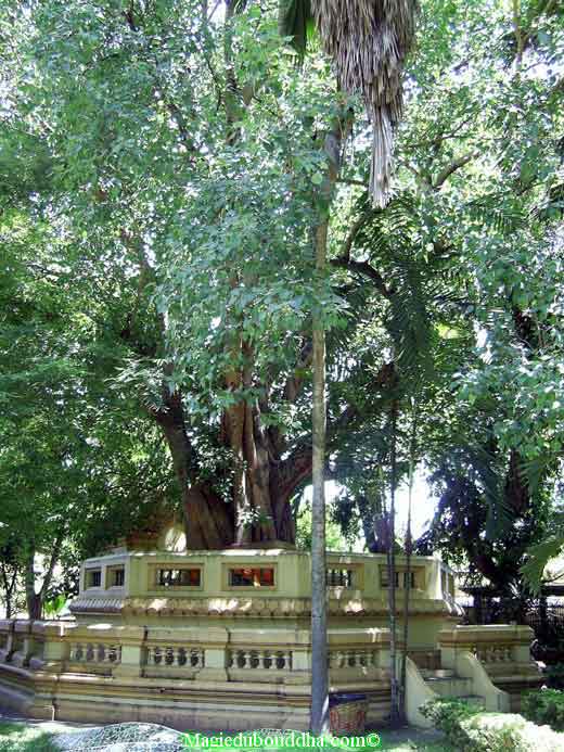 Arbre du bouddha en Thailande.