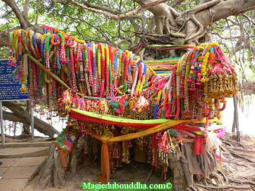 arbre remarquable de sai ngam