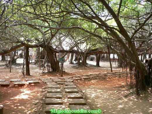 Arbre remarquable en thailande : Sai ngam.
