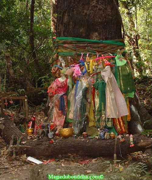 Arbre sacré en Thailande.