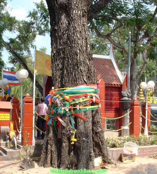 arbre sacré en Thailand.