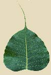 feuille arbre du bouddha