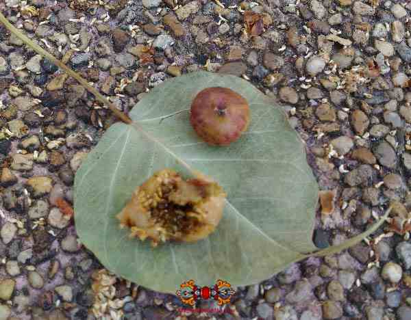 fruit de l'arbre du bouddha