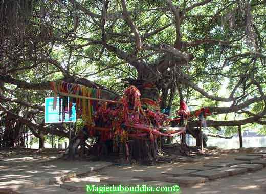 arbre remarquable de phimai.