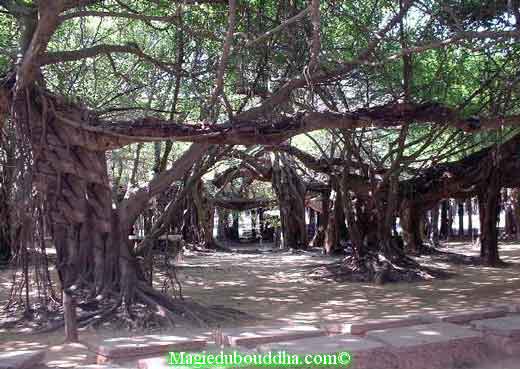 l'arbre remarquable de sai ngam a phimai.