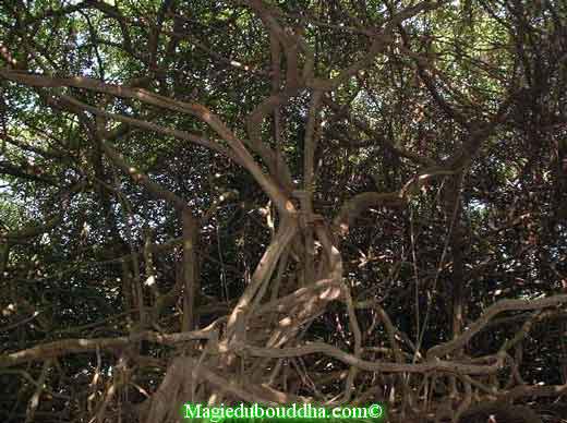 L'arbre remarquable de sai ngam.