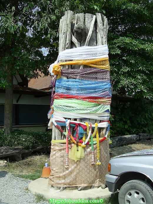 tronc d'arbre sacré dans un temple de thailande.