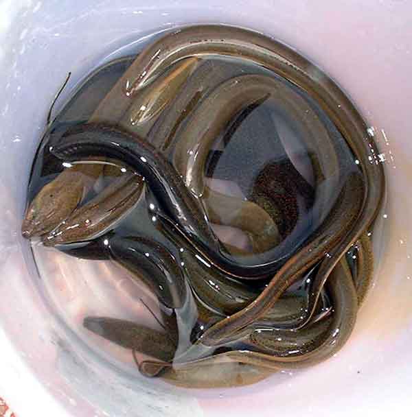 poisson
