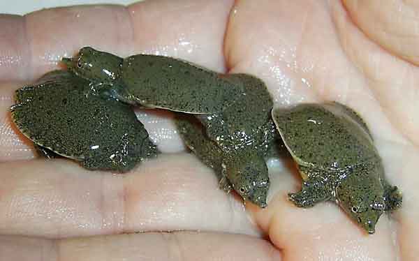 pelodiscus sinensis