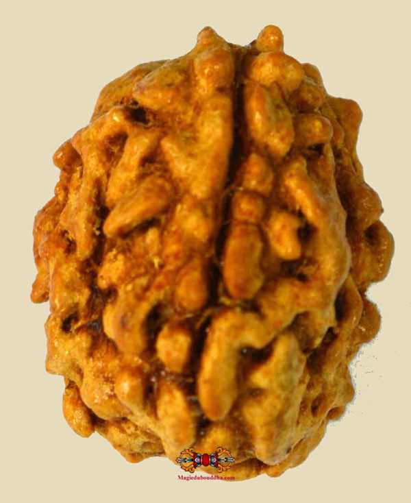 rudraksha a trois facettes.