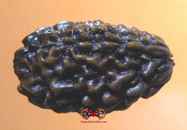 char mukhi rudraksha