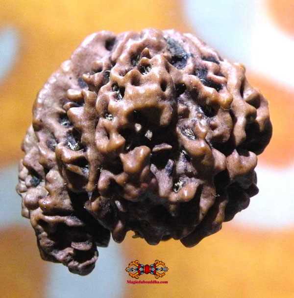 Ganesh rudraksha.