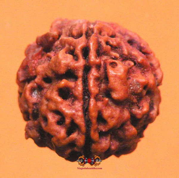 rudraksha à une facette.