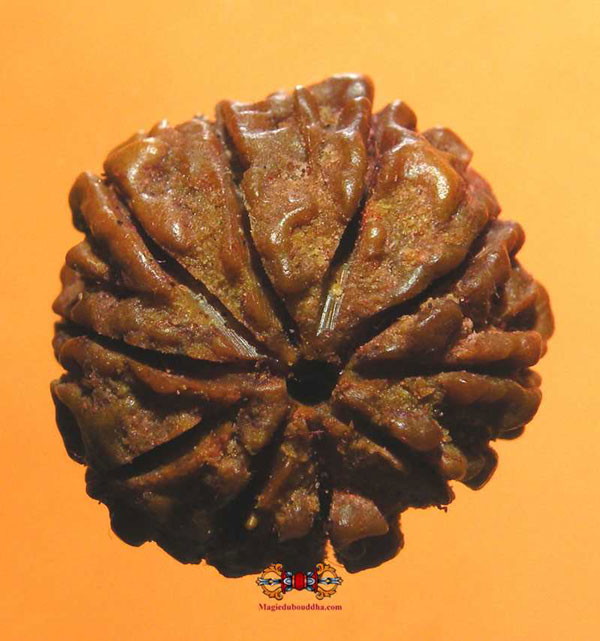 Rudraksha à dix Mukhi.