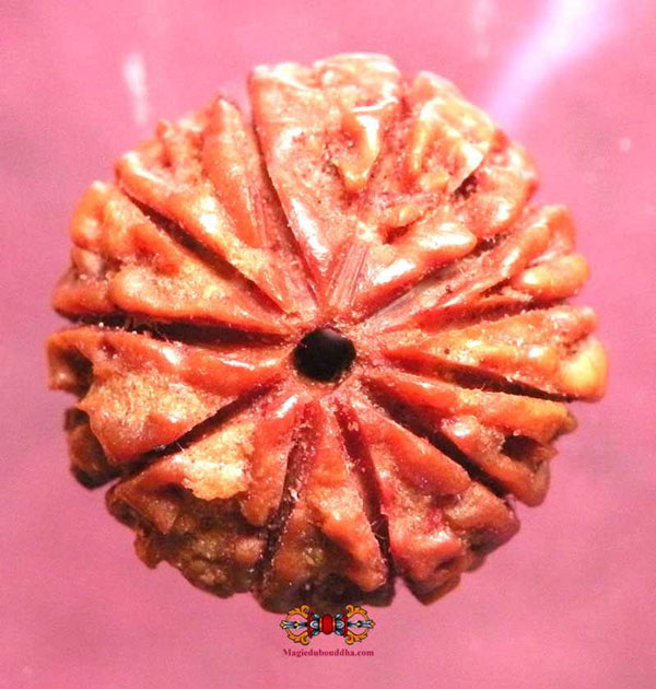 rudraksha à onze facettes.