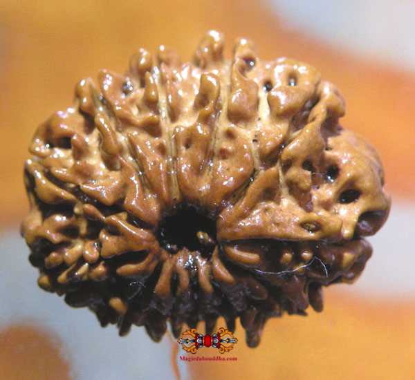 rudraksha à douze facettes.