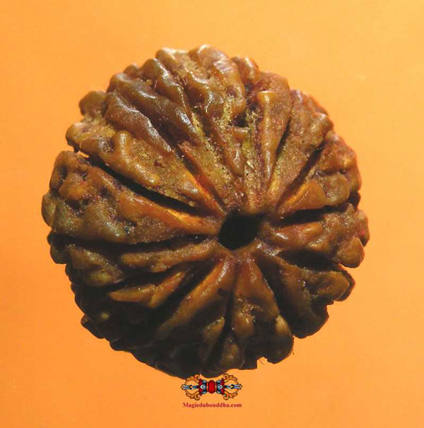 rudraksha à treize mukhi.