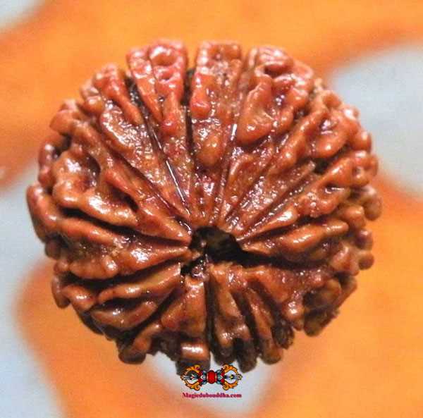 rudraksha à 14 facettes.