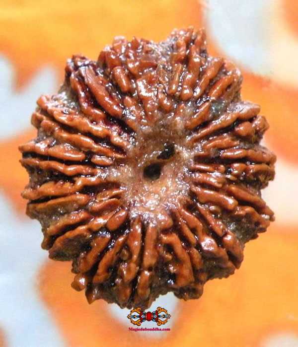 rudraksha à 15 facettes.
