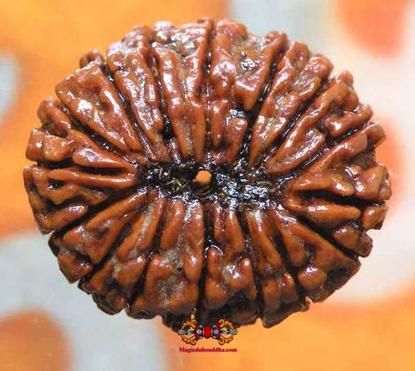 rudraksha à seize mukhi.
