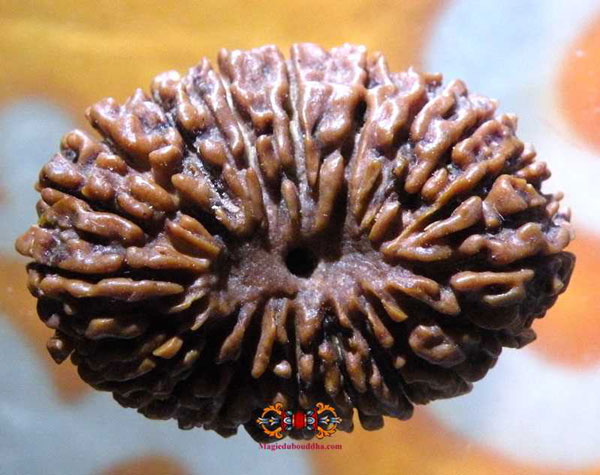 rudraksha à 21 mukhi.