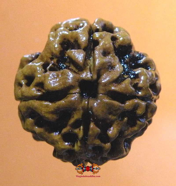 rudraksha à quatre mukhi