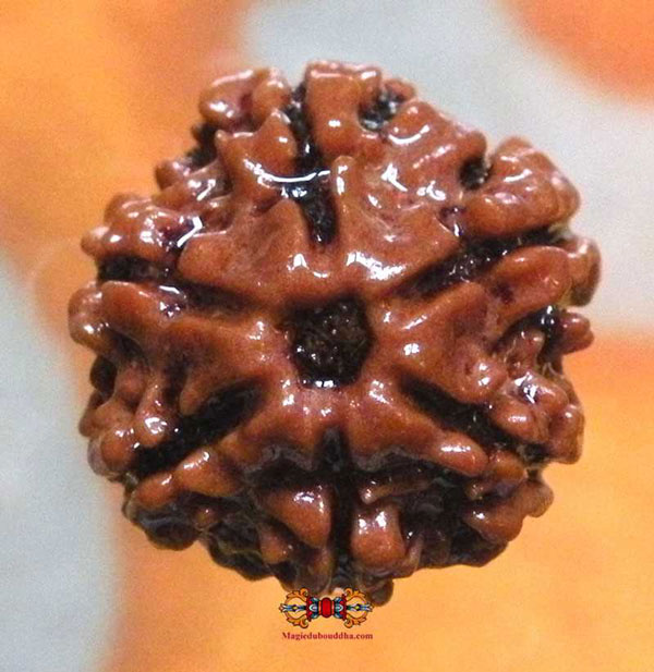cheh mukhi rudraksha
