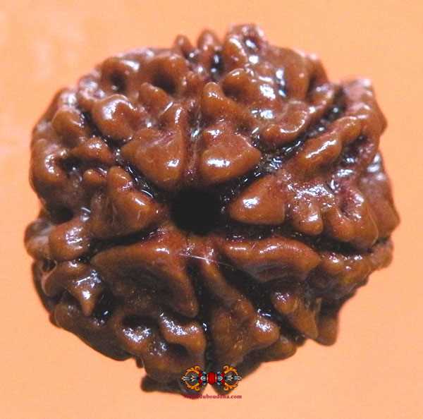 rudraksha sept mukhi