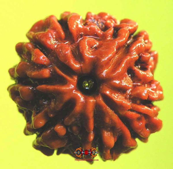rudraksha à huit mukhi.