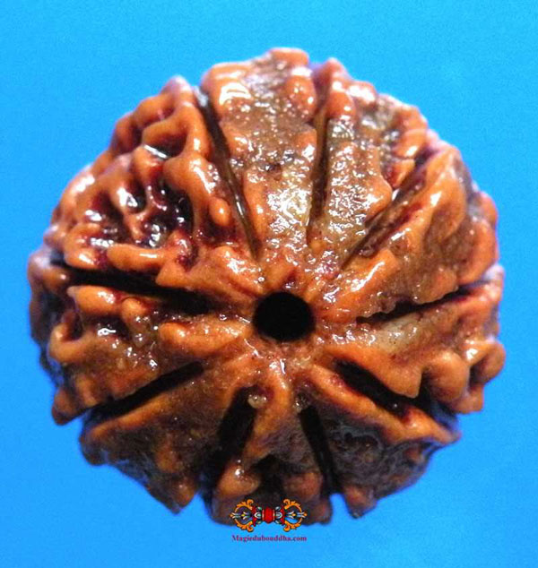 rudraksha à neuf mukhi.
