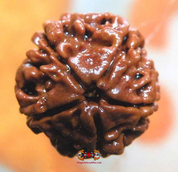 panch mukhi rudraksha.