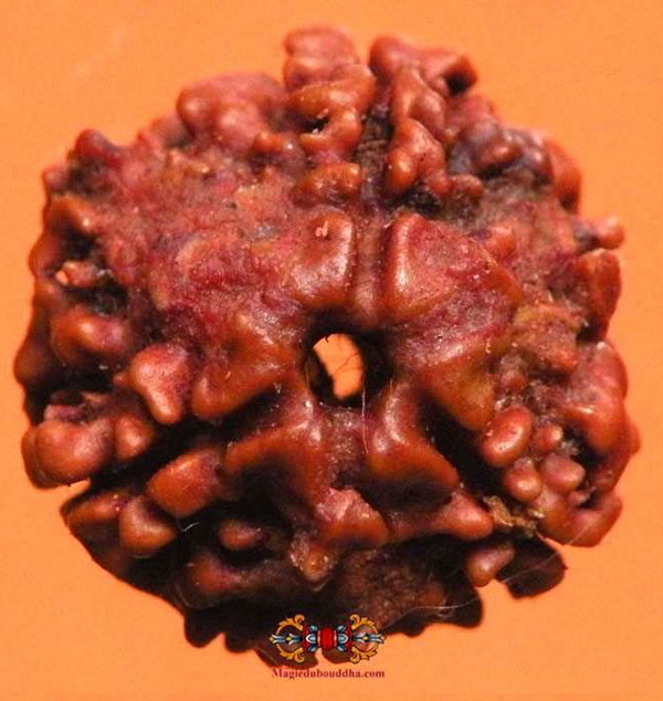 teen mukhi rudraksha