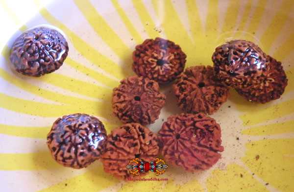 test rudraksha.