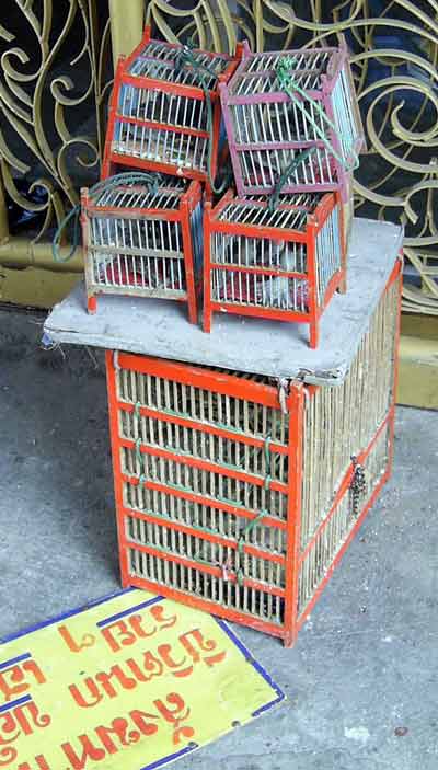 cage oiseaux temple thai.