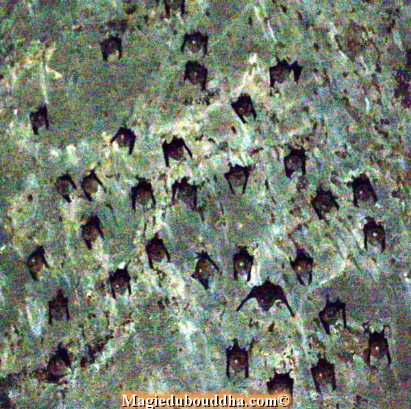 barts-in-lek-lai-cave