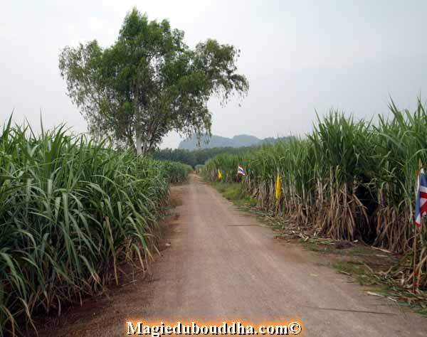 Road to temple.