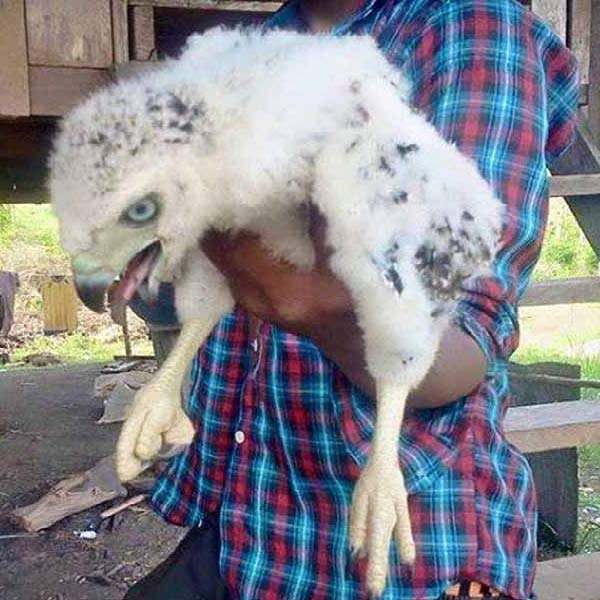 petit garuda.