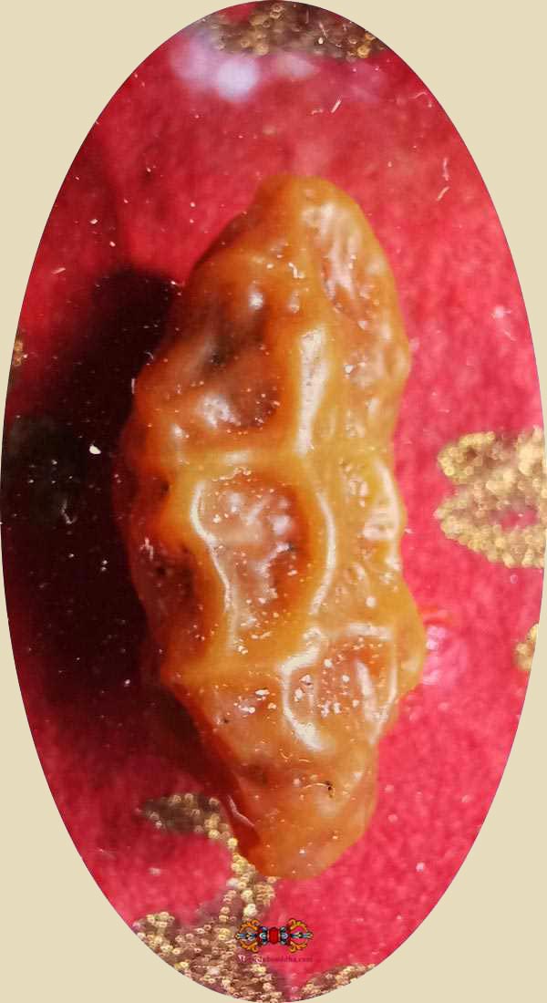 Fossile de garouda hin phaya Kruth.