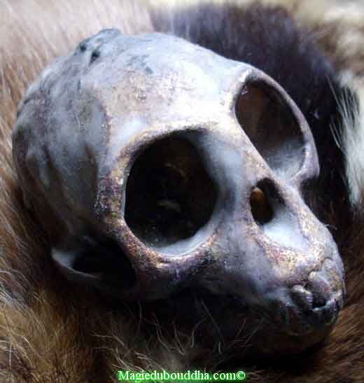 Monkey skull of Mae Hong Prai.