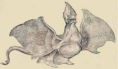 diable de mer