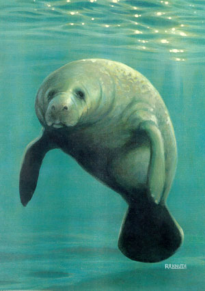 un manatee