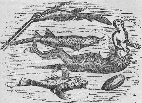 sirène gravure
