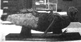 momie de sirène