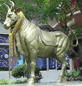 vache sacree de temple en thailande