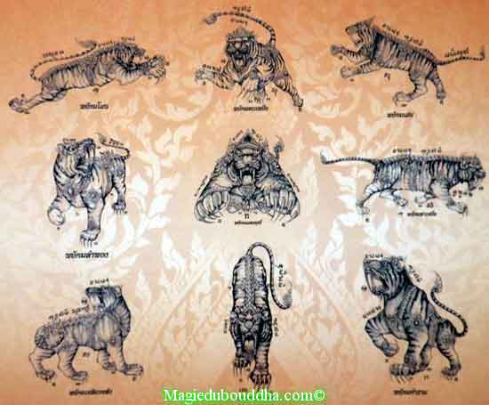 tigres yant de luang phor somchai.