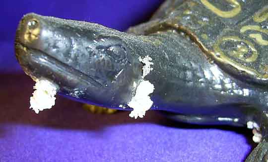 Statue de tortue miraculeuse.